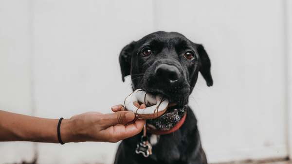 Schwarzer Hund nimmt vorsichtig ein Leckerli aus einer Hand