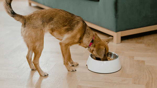 Hund frisst aus einem Napf im Wohnzimmer