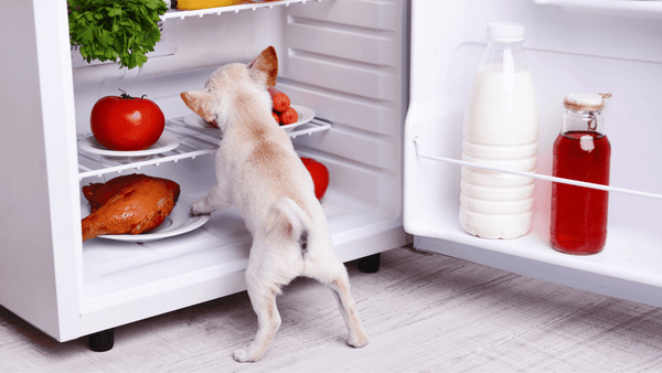 Kleiner Hund stellt sich an einen offenen Kühlschrank