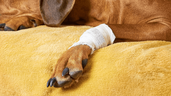 Hund mit verbundener Pfote liegt auf einer Decke