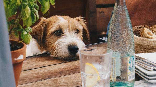 Terrier liegt neben einem Glas Wasser auf dem Tisch