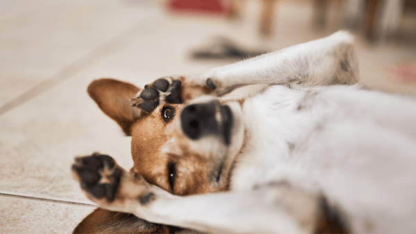 Hund liegt entspannt auf dem Rücken auf dem Boden