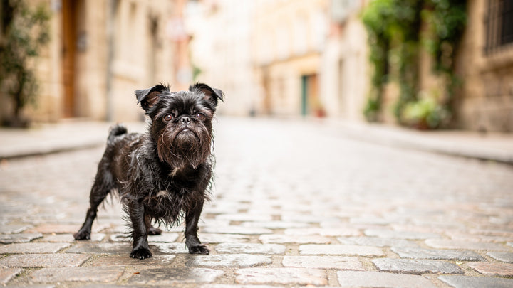 Affenpinscher: Alles über Herkunft, Pflege und Charakter – Affenpinscher Hunderasse | tradidog.ch